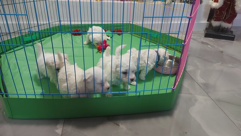 Vand Bichon Frise